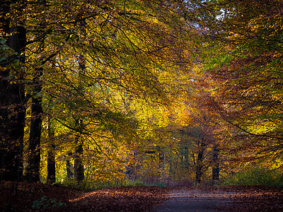 在秋季森林踪迹树木绿色红色射线树叶木头山毛榉太阳树干图片