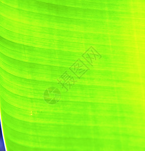 泰河抽象的叶子和他的绿色黑沙姆图片
