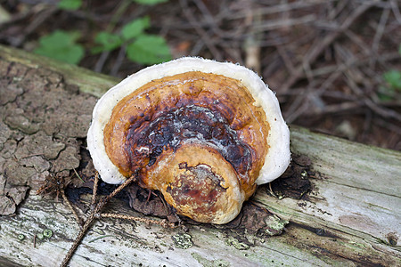 白木蘑菇图片