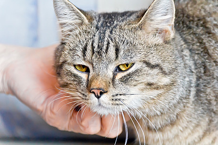 黄色眼睛的猫肖像鬓角哺乳动物宠物胡须灰色动物胡子条纹图片