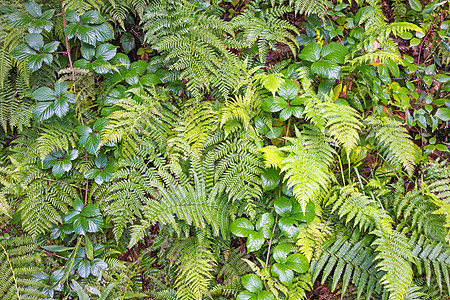 费尔植被野生动物植物群树木环境苔藓植物花园气候旅行图片