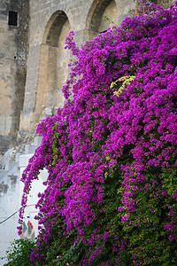哥伦比亚紫色旅行粉色红色热带白色美丽植物群植物学绿色背景图片