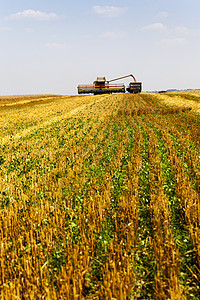收获拖拉机种植园谷物大麦风景粮食种子加载稻草太阳图片