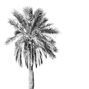 仅非洲摩洛哥和天空的热带棕榈场地灰尘农业国家植物群干旱蓝色小路植物叶子图片