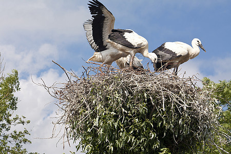 有着年轻斯图克的史托克之巢野生动物雏鸟父母自然练习飞行历史羽翼鸟类学动物学背景图片
