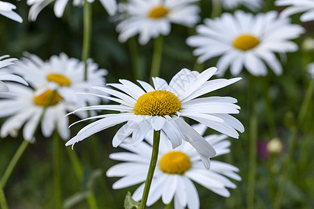 白甘油花园宏观牧场植物学叶子植物野花洋甘菊花朵天气图片