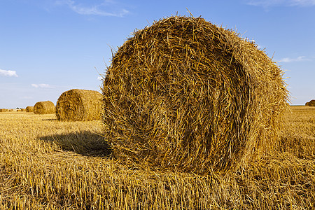 农业农田滚动谷物风景橙子食物种子小麦天空大麦棒子图片