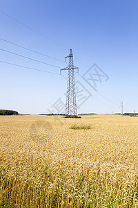 小麦田天气土地场地玉米季节小麦金子城市天空生长图片