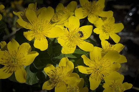 野蜜蜂在草地上的黄花图片