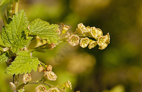 黑色的开花水平香味叶子绿色季节花瓣植物衬套背景图片