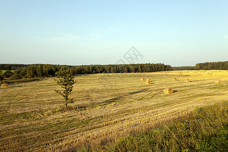 倾斜小麦草地蓝色耕地金子商业产品风景土地植物食物背景图片