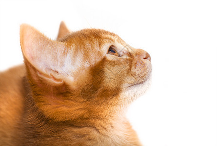 阿比西尼小猫毛皮短发宠物食肉动物生活晶须耳朵眼睛好奇心图片