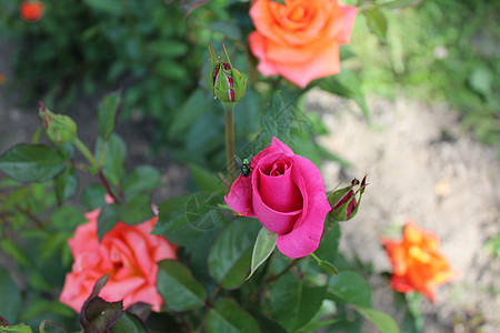 花园里的花朵玫瑰压痛魅力创造大自然香气背景图片
