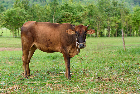 田野中的牲畜乡村奶牛蓝色白色奶制品哺乳动物场地农村天空动物图片