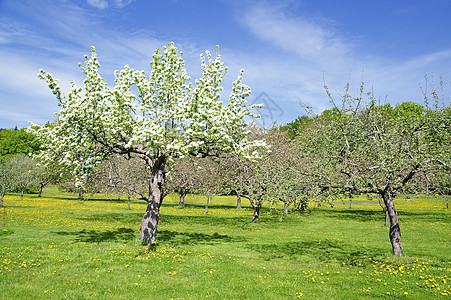 苹果树负担蓝天饮食果树树叶果园庄稼摄影阳光阴影图片