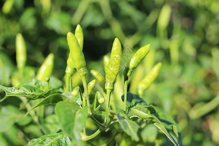 绿辣椒树绿色食物蔬菜辣椒叶子水果橙子植物衬套园艺图片