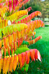 秋色的天鹅绒树叶图片