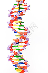 人工人造DNA模型图片