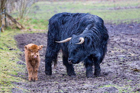 黑人母亲Scottish高地牛和棕牛图片