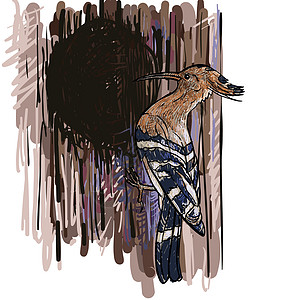 捕木鸟的绘图羽毛白色账单男性鸟类橙子黑色动物群草图野生动物图片