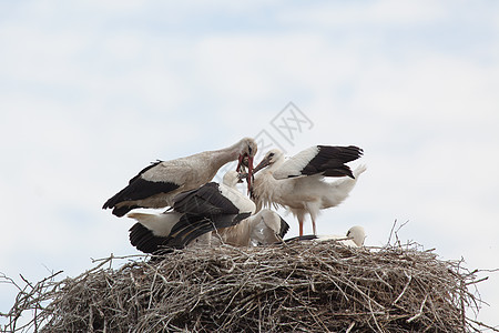夏天在巢中的白鸟幼鸟父母摄影白色天空濒危动物野生动物父亲宠物城市图片