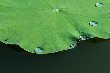 湖里有绿莲花叶 有水滴冥想叶子宏观植物群池塘百合荷花沼泽花园公园图片