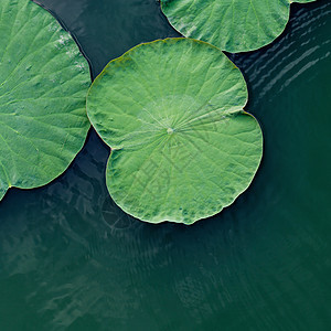 湖里的绿莲叶宏观百合花园池塘植物群植物植物学公园冥想荷花图片
