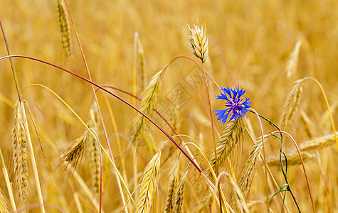 成熟小麦蔬菜季节土地阳光食物叶子生长稻草蓝色野生动物图片