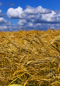 小麦田场地叶子场景蓝色稻草环境植物美化食物草本植物图片