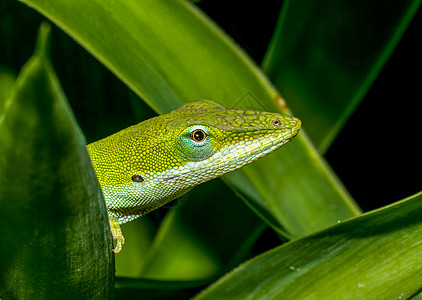 绿色阿诺尔Name研究所国家棕色基因组变色龙程序测序模型爬行动物蜥蜴图片