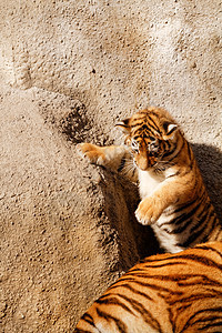 老虎妈妈捕食者猎人头发幼兽危险眼睛野生动物猫科女性哺乳动物图片