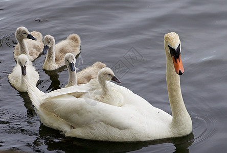 天鹅和她五个小妞在湖里游泳呢图片