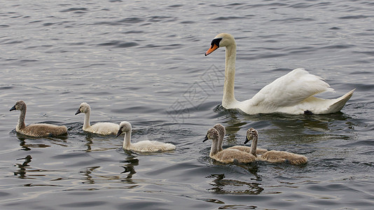 天鹅的家族在湖中游泳 一起游泳图片