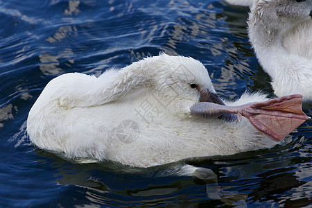 可爱可爱的小天鹅正在水中清洗羽毛呢背景图片