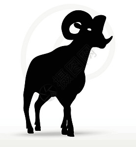 大角绵羊在行走姿势中摇摆哺乳动物宠物草图山羊荒野冒充阴影白色插图黑色图片
