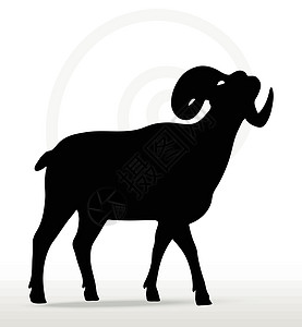 脸朝上摆着大角绵羊的脚影山羊黑色姿势冒充哺乳动物草图白色插图阴影荒野图片