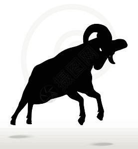 大角羊在攻击时的背影上摆姿势草图宠物山羊黑色白色荒野绵羊进攻阴影冒充背景图片