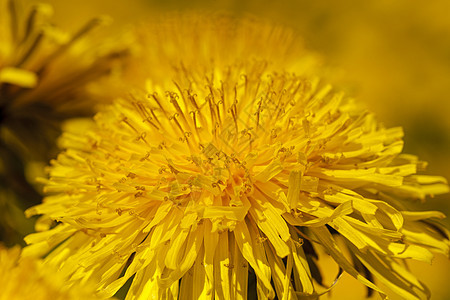 花层场地草原叶子植物中心宏观场景花瓣季节种子图片