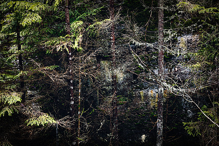 Spruce 厚厚林地灌木丛栖息地森林林业荒野树干枝条薄雾魔法图片