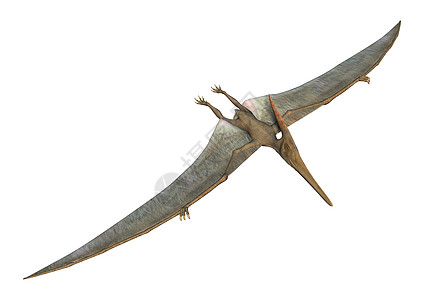 佩特拉诺登翅膀古生物学飞行恐龙动物怪物白色翼龙荒野灭绝图片