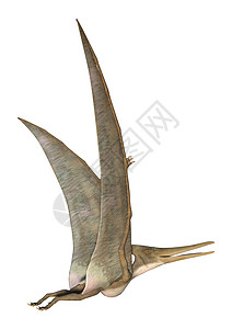 佩特拉诺登白色灭绝古生物学飞行翅膀恐龙怪物动物荒野翼龙图片
