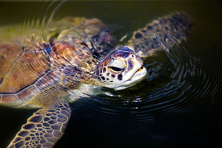 绿海龟海洋密码黑龟爬虫睾丸龟科大海龟图片