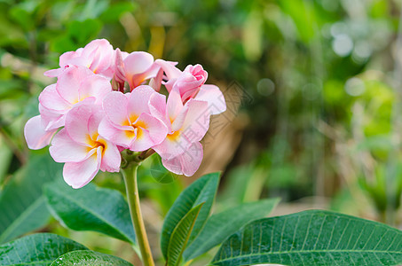 粉红花花叶子植物黄色花园绿色白色热带粉色植物群花瓣背景图片