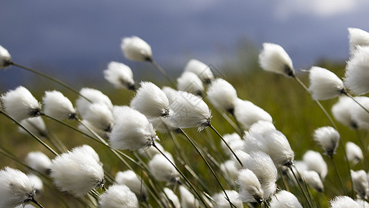 (Eriophorum)背景图片