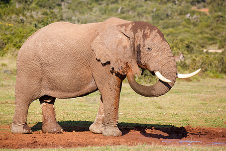 泥浴大象图片