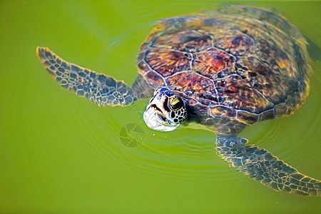 绿海龟睾丸黑龟密码龟科大海龟爬虫海洋图片