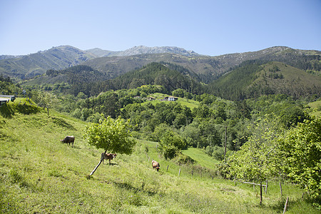 阿斯图里亚农村图片