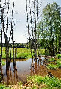 小沼泽地公园季节草地天空蓝色阳光荒野池塘森林环境图片