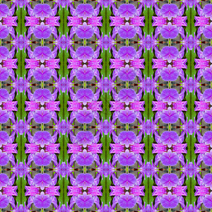 紫兰花的美丽无缝图片