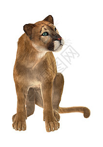 大猫美洲豹哺乳动物食肉猫科荒野猎人猛兽捕食者野生动物动物群狮子图片